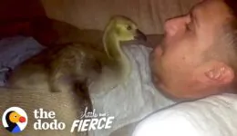 Baby Goose Won’t Leave The Side Of The Guy Who Rescued Him