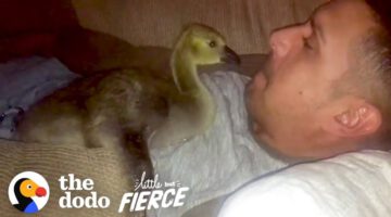 Baby Goose Won’t Leave The Side Of The Guy Who Rescued Him