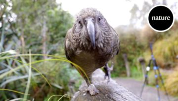 Incredible Parrots That Understand Probabilities