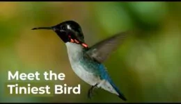 Meet The Smallest Bird On Earth