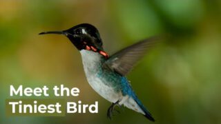 Meet The Smallest Bird On Earth