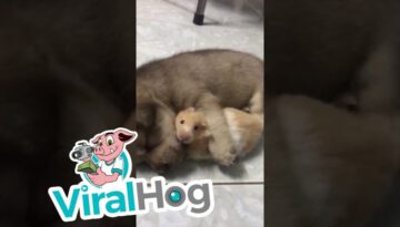Sleepy Puppy Hugs Hamster Best Friend