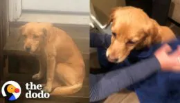 Stray Puppy Wanders Into Stranger’s Home in the Middle of Night