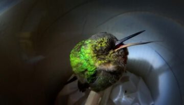 Super Cute Snoring Hummingbird