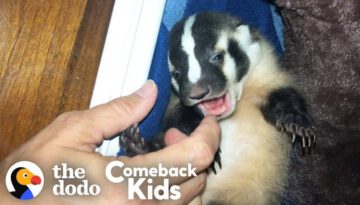 World’s Most Adorable Badger