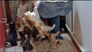 14 Hungry Kittens – Another Day!