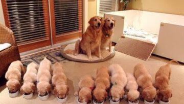 Cutest Puppies! Mother Dogs and Cute Puppies Videos Compilation