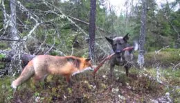 Fox and Dog Are Best Friends