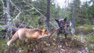 Fox and Dog Are Best Friends