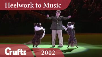 Hooked on Swing – Performing Dogs