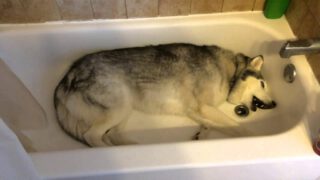 Siberian Husky Temper Tantrum