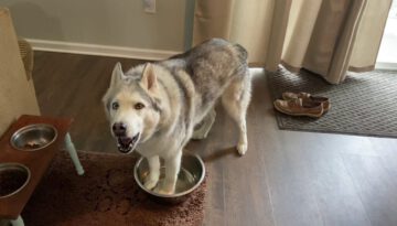 Stubborn Husky Demands Water Bowl Refill