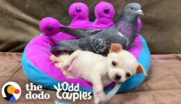 This Pigeon Adopted a Teeny-Tiny Chihuahua