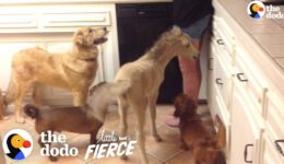 Tiniest Mini Horse Grows Up In A House Full Of Dogs