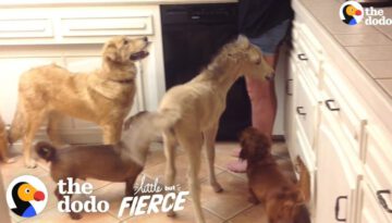 Tiniest Mini Horse Grows Up In A House Full Of Dogs