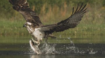 An Osprey Fishing in Spectacular Super Slow Motion