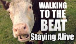 Animals Walking to the Beat of Staying Alive
