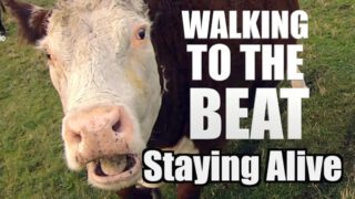 Animals Walking to the Beat of Staying Alive