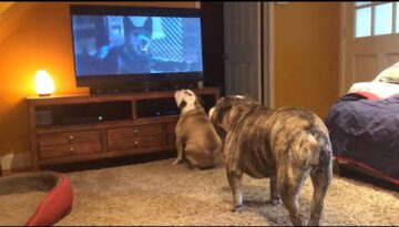 Bulldogs Frantically Warn TV Canine Of Danger in Classic Horror Scene