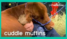 Cuddle Muffins
