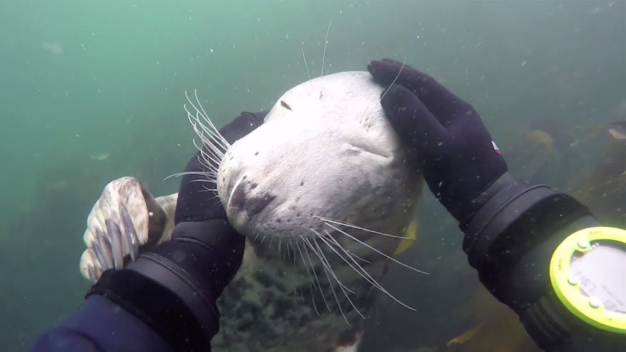 Friendly Seal Wants To Be Pet – 1Funny.com