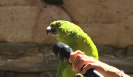 Groucho the Singing Parrot