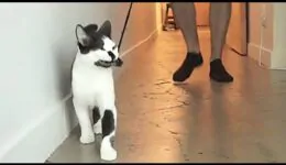 How To Walk Your Human