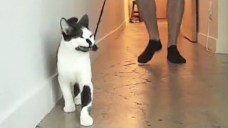 How To Walk Your Human