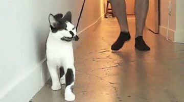 How To Walk Your Human