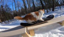 Snowboarding Cat