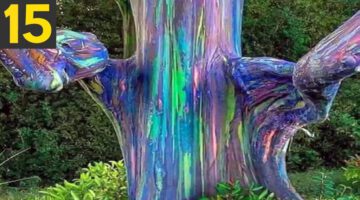 Top 15 STRANGE Trees you Didn’t Know Existed