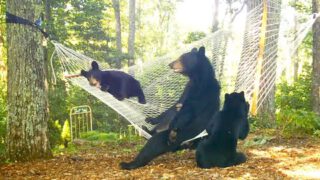 Bears on a Hammock