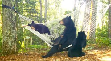 Bears on a Hammock