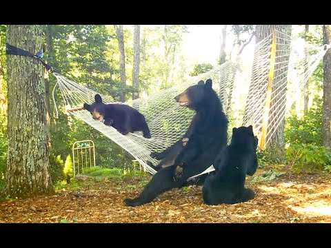 teddy bear hammock