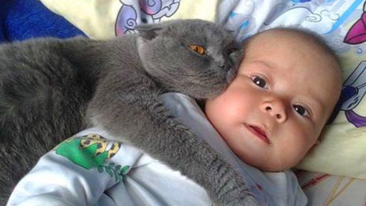 cats-protecting-babies-1funny