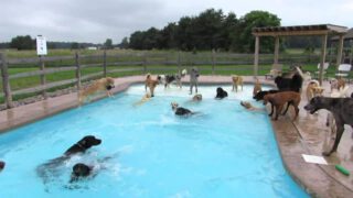 Dog Pool Party