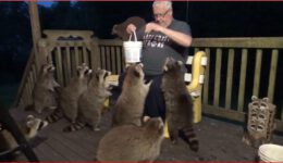Feeding Ten Raccoons