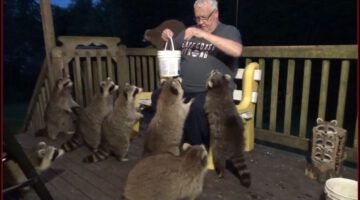 Feeding Ten Raccoons