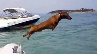 Hilarious Dachshund on Holiday