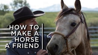 How to Make a Horse a Friend