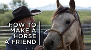 How to Make a Horse a Friend