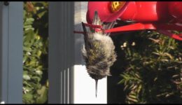 Hummingbird Sleeping While Hanging Upside Down