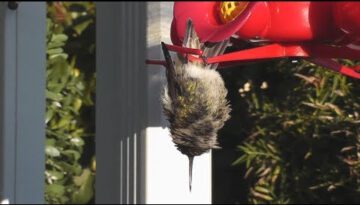 Hummingbird Sleeping While Hanging Upside Down