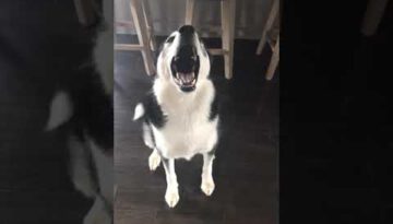 Husky Doesn’t Want to Hear It