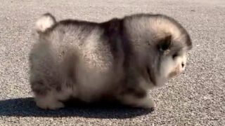 Little Fluffy Chubber Puppers