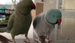 Parrots Incredibly Talk to One Other Like Humans
