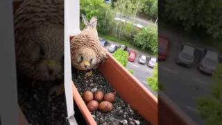 Person Feeds Mother Hawk Making Nest in Window Garden Box