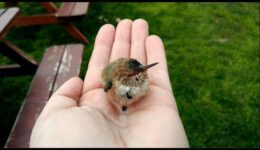 The Adventure of Peep, the Baby Hummingbird