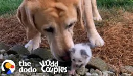 Tiniest Kitten Grows Up Pouncing On Her 115-Pound Lab Brother