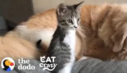 Tiny T-Rex Kitten Grows Up Racing Around Her House